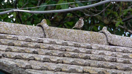 Ruffled sparrow on the tiled roof of the old house, Europe, Ukraine.