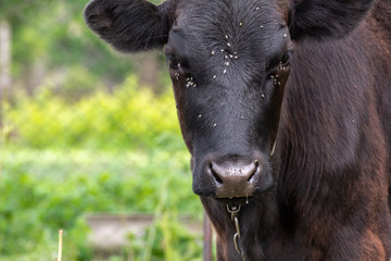 Cow with a lot of flies around the head and eye
