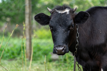 Fototapeta na wymiar Cow with a lot of flies around the head and eye