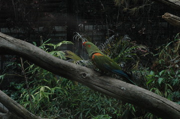 papageien,teneriffa,loro park,karibik,wildnis