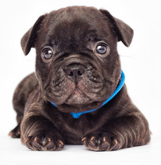 cute puppy of a French bulldog looking at a white background