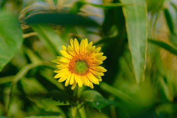 A lovely yellow sunflower flower among the green leaves of the plants in the garden. Sunflowers garden.