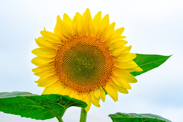 Obraz premium Bright yellow sunflower illuminated by sunlight.