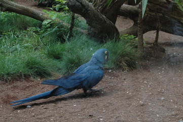 aras,papageien,dschugel,teneriffa,urwald
