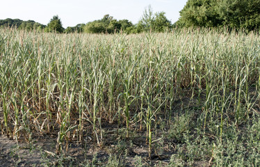 Obraz premium Vertrocknetes Maisfeld, Dürre in Schleswig-Holstein / Deutschland Sommer 2018 