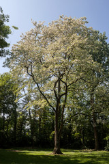 Beautiful park scene