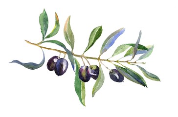 Olive branch with leaves isolated on white background. Hand drawn illustration with black olive. Watercolor drawing.