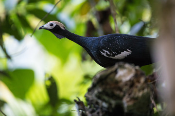 Uccelli nella foresta dell'Ecuador