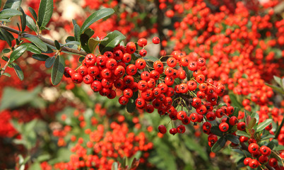 Baies de pyracantha en automne