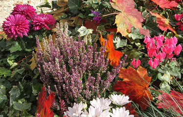 Fleurs d'automne en pot