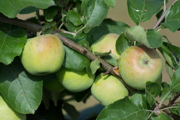 Cluster of five green apples hanging on an apple tree between green leaves