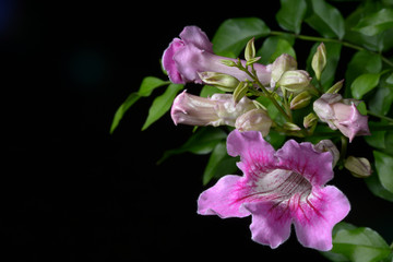 pink flower on black background