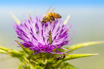 Bee on flower