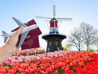 Plane travel concept, hand holding passports with plane over spring dutch background with tulips and windmill