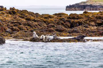 Seals on the Treshnish isles