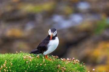 Puffins on Lunga Island