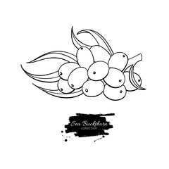 Sea buckthron vector drawing. Isolated berry branch sketch on wh