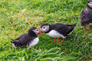 Puffins on Lunga Island