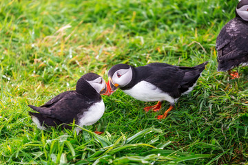 Puffins on Lunga Island