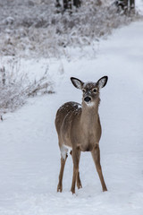doe deer winter closeup
