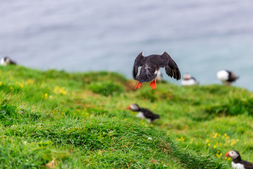 Puffins on Lunga Island