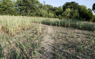 Dürreperiode in Deutschland 2018, vertrocknete Maispflanzen auf dem Feld, Klimawandel