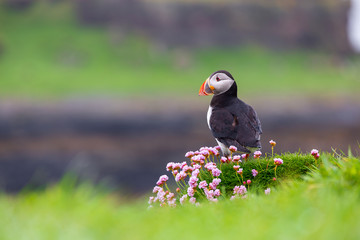Puffins on Lunga Island