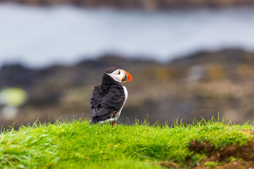 Puffins on Lunga Island