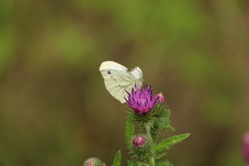 butterfly sitting on a thistle flower