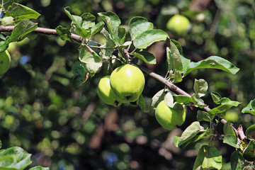 green apples hanging from a branch