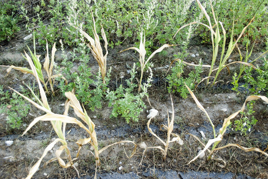 Dürreperiode in Deutschland 2018, vertrocknete Maispflanzen auf dem Feld