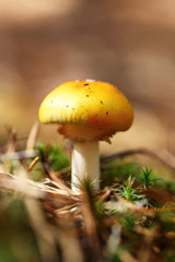 poisonous mushroom in the forest