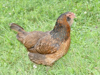 Brown Free Range Chicken in Grass