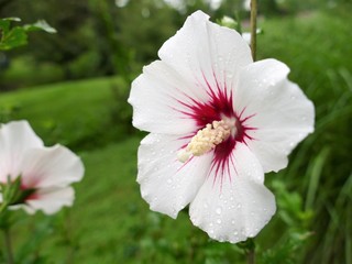 White Hollyhock