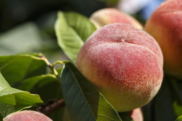 peaches on a tree