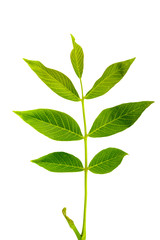 a walnut leaf on a white background