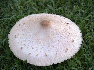 Large Mushroom
