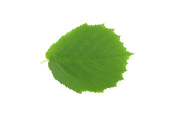 green leaf of a hazelnut on a white background