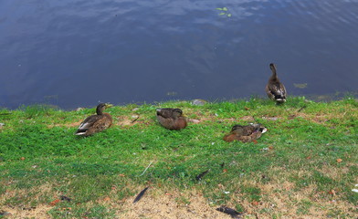Close up view of group of ducks near river. Birds concept. Beautiful nature backgrounds. 