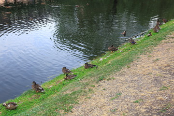 Close up view of group of ducks near river. Birds concept. Beautiful nature backgrounds. 