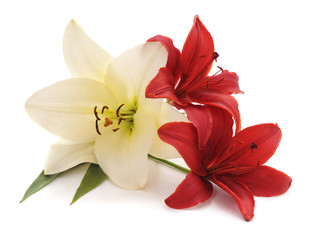 White and red lilies.