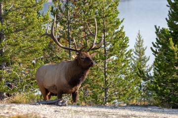 Elk during rut - 216546050