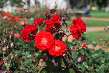 various blossoming red roses at Rosedal rose park, Buenos Aires