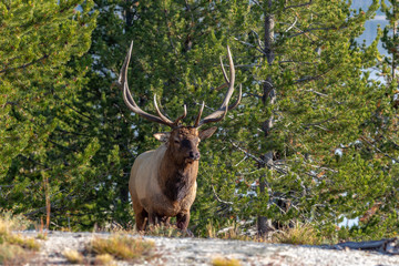 Elk during rut - 216546076