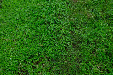 Lush green monsoon nature landscape mountains, hills, Purandar, Pune, Maharashtra, India 