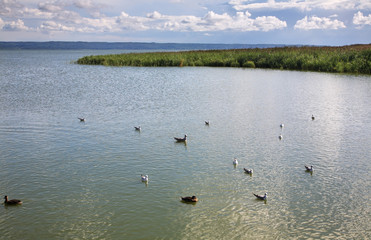 Vistula spit in Krynica Morska. Poland