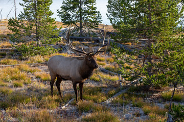 Elk during rut - 216546098