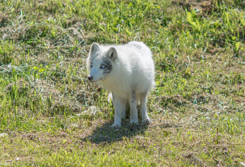 Arctic fox