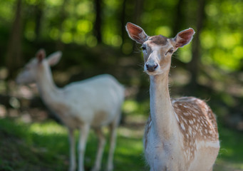 Deer portrait