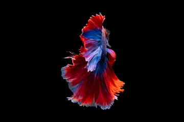 Schilderijen op glas The moving moment beautiful of siamese betta fish in thailand on black background.  © Soonthorn